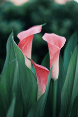 Hoa, màu hồng, hoa nở, thực vật, pink, flower, pink flower, blooming, plant - Pexels 9