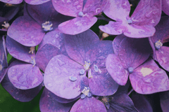 Cẩm tú cầu, hoa, màu tím, hoa nở, thực vật, flower, purple flower, blooming, plant - Pexels 13 1