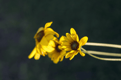Cúc vàng, hoa, màu vàng, hoa nở, thực vật, chrysanthemum, yellow, flower, yellow flower, blooming, plant - Pexels
