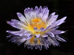 Bông súng, hoa, màu tím, hoa nở, thực vật, water lily, flower, purple flower, blooming, plant - Pexels 13 1