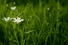Hoa cúc, hoa, màu trắng, hoa nở, thực vật, daisy, white, flower, white flower, blooming, plant - Pexels