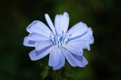 Hoa, màu tím, hoa nở, thực vật, flower, purple flower, blooming, plant - Pexels 6