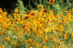 Cúc vàng, hoa, màu vàng, hoa nở, thực vật, chrysanthemum, yellow, flower, yellow flower, blooming, plant - Pexels