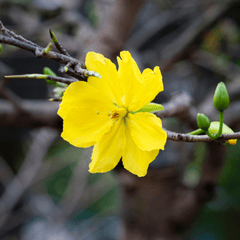 Hoa mai, apricot blossom, hoa, màu vàng, hoa nở, thực vật, yellow,flower, yellow, flower-TieuBaoTruong 1