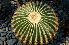 Xương rồng, thực vật, vườn cây, cactus, plants, garden-TieuBaoTruong 2