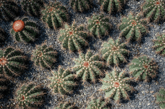 Xương rồng, thực vật, vườn cây, cactus, plants, garden-TieuBaoTruong 3