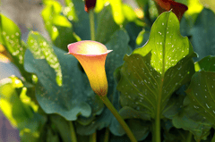 Hoa loa kèn, calla lily,  apricot blossom, hoa, màu vàng, hoa nở, thực vật, yellow,flower, yellow, flower-phamthe113