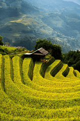 Ruộng bậc thang, cánh đồng, miền núi, vùng cao, terraced fields, fields, mountains, highlands- chienba