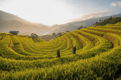 Ruộng bậc thang, miền núi, vùng cao, terraced fields, mountainous areas, highlands -TieuBaoTruong