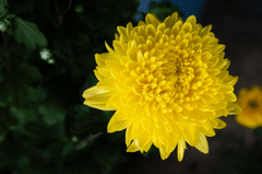 Hoa cúc, daisy, chrysanthemum, hoa, màu vàng, hoa nở, thực vật, yellow,flower, yellow, flower-TieuBaoTruong 2