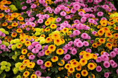 Hoa cúc, daisy, chrysanthemum, vườn hoa, garden, hoa, màu vàng, hoa nở, thực vật, yellow,flower, yellow, flower-TieuBaoTruong 2