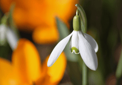 Hoa tuyết rơi, Snowdrop, hoa, màu trắng, hoa nở, thực vật, white, flower, white flower - cocoparisienne