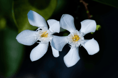 Hoa lài, jasmine flower,hoa, màu trắng, hoa nở, thực vật, white, flower, white flower-TieuBaoTruong 1