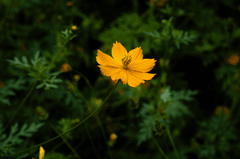 Hoa cúc, daisy, chrysanthemum, hoa, màu vàng, hoa nở, thực vật, yellow,flower, yellow, flower-TieuBaoTruong 3