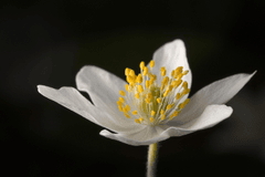 Hoa ly,  Lily, hoa, màu trắng, hoa nở, thực vật, white, flower, white flower - DerWeg
