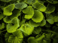 Rau má, lá, rau, thực vật, pennywort, leaves, vegetables, plants - Pexels 2