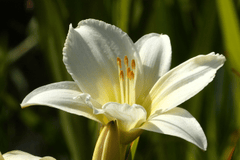 Hoa ly,  Lily, hoa, màu trắng, hoa nở, thực vật, white, flower, white flower - Elsemargriet