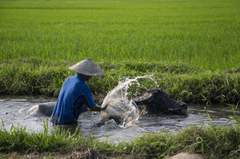 Con trâu, người dân, cánh đồng,  buffalo, people, field- CUONG_ART