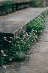 Hoa cúc, hoa hoa nở, thực vật, daisyflower blooming, plant - Pexels