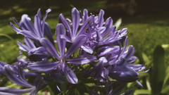 Hoa, màu tím, hoa nở, thực vật, flower, purple flower, blooming, plant - Pexels 7