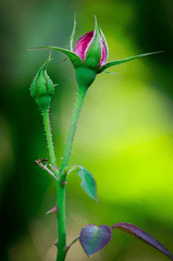 Hoa, màu hồng, hoa nở, thực vật, pink, flower, pink flower, blooming, plant- nguyenvanmenkc 5
