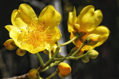 Hoa mai, apricot blossom, hoa, màu vàng, hoa nở, thực vật, yellow,flower, yellow, flower- Tho-Ge