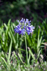 Hoa, màu tím, hoa nở, thực vật,  purple, flower,  purple flower-phamthe113