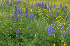 Hoa, màu tím, hoa nở, thực vật, flower, purple flower, blooming, plant - Pexels 11