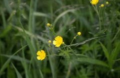 Cúc vàng, hoa, màu vàng, hoa nở, thực vật, chrysanthemum, yellow, flower, yellow flower, blooming, plant - Pexels