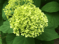 Cẩm tú cầu, hoa, hoa nở, thực vật, hydrangea, flower, blooming, plant - Pexels 1