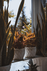 Chậu cây, cây, canh cảnh,  potted plants, bonsai, ornamental plants-Vien_beos 1