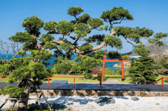 Cây, tree, bonsai, thực vật, plants-TieuBaoTruong 3