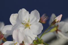Hoa anh đào,  cherry blossom, hoa, màu trắng, hoa nở, thực vật, white, flower, white flower -HeungSoon