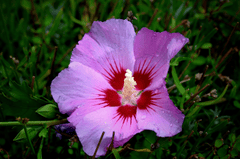 Hoa dâm bụt, Hibiscus, hoa, màu tím, hoa nở, thực vật,  purple, flower,  purple flower- Tho-Ge