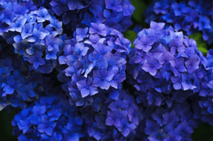 Cẩm tú cầu, hoa, màu tím, hoa nở, thực vật, flower, purple flower, blooming, plant - Pexels 13