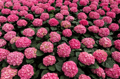 Cẩm tú cầu, hydrangeas, màu hồng, hoa nở, thực vật, pink, flower, pink flower-TieuBaoTruong 1
