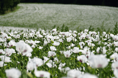 Hoa anh túc, Poppy, hoa, màu trắng, hoa nở, thực vật, white, flower, white flower -ivabalk