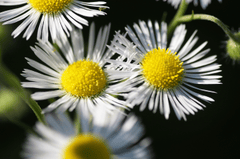 Hoa cúc, daisy, chrysanthemum, hoa, màu trắng, hoa nở, thực vật, white, flower, white flower - ivabalk