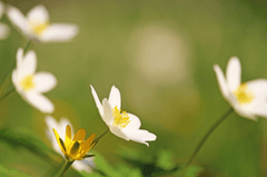 Hoa cúc, daisy, chrysanthemum, hoa nở, thực vật, white, flower, white flower -KRiemer
