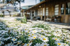Hoa cúc, daisy, chrysanthemum, hoa, màu trắng, hoa nở, thực vật, white, flower, white flower - Kunphotographer