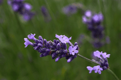 Lavender, hoa, màu tím, hoa nở, thực vật,  purple, flower,  purple flower- Tho-Ge 1