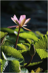 Hoa súng, water lily, màu tím, hoa nở, thực vật,  purple, flower,  purple flower-TieuBaoTruong 2
