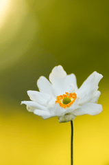 Hải quỳ, anemones, hoa, màu trắng, hoa nở, thực vật, white, flower, white flower-mariya_m