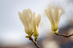 Hoa mộc lan, magnolia, hoa, màu trắng, hoa nở, thực vật, white, flower, white flower - MARTINOPHUC