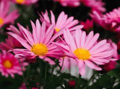 Hoa cúc, daisy, chrysanthemum, hoa, màu tím, hoa nở, thực vật, purple, flower, purple flower - milky_way_shore