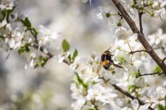 Hoa anh đào,  cherry blossom, hoa, màu trắng, hoa nở, thực vật, white, flower, white flower -MolnarSzabolcsErdely
