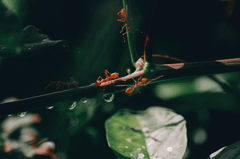 Lá, con kiến,kiến vàng, thực vật, ant, yellow ant, leaves, plants - Pexels
