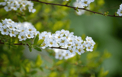 Hoa anh đào,  cherry blossom, hoa, màu trắng, hoa nở, thực vật, white, flower, white flower -neelam279