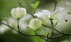 Cây dương đào, dogwood, hoa, màu trắng, hoa nở, thực vật, white, flower, white flower - Nennieinszweidrei 1
