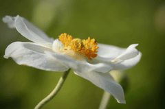 Hải quỳ, anemones, hoa, màu trắng, hoa nở, thực vật, white, flower, white flower - Nennieinszweidrei